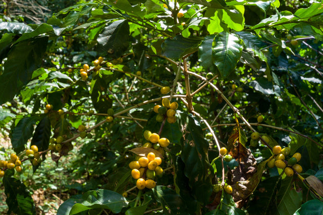 Regenerative Farming: A Sustainable Future for Coffee